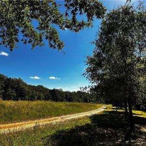 This is the tree lined area on the Western Reid Rd frontage and facing South toward Covington Rd.