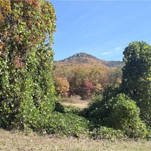 Photo #17 of Reid, King, NC 36.0 acres