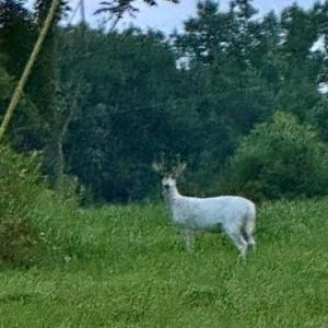 Wildlife galore - this was taken on the property