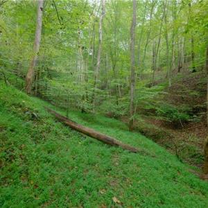 Photo #34 of 1580 Seven Island, Danbury, NC 39.0 acres