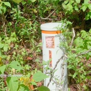 Photo #10 of 1580 Seven Island, Danbury, NC 39.0 acres