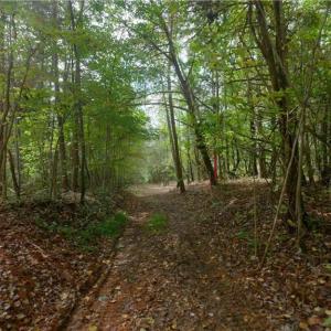 Photo #22 of 1580 Seven Island, Danbury, NC 37.4 acres