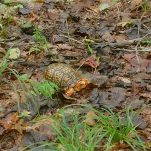 Photo #12 of 1580 Seven Island, Danbury, NC 37.0 acres