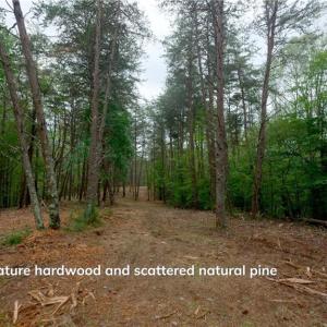 Photo #25 of 1580 Seven Island, Danbury, NC 37.0 acres