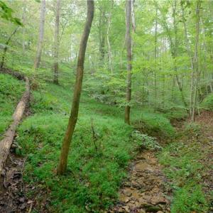 Photo #16 of 1582 Seven Island, Danbury, NC 19.0 acres