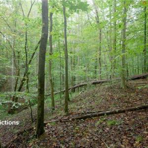 Photo #23 of 1582 Seven Island, Danbury, NC 20.8 acres