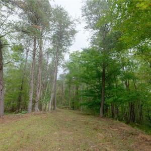 Photo #25 of 1582 Seven Island, Danbury, NC 20.8 acres