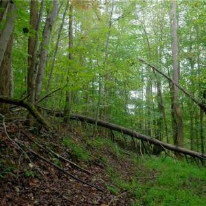 Photo #20 of 1582 Seven Island, Danbury, NC 20.8 acres