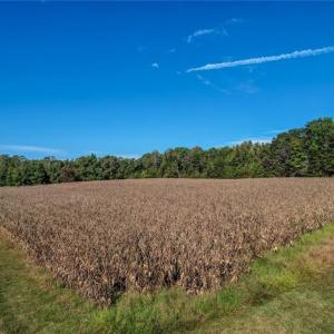 Photo #5 of Lot 1 A Joe Cobb, Ruffin, NC 14.5 acres