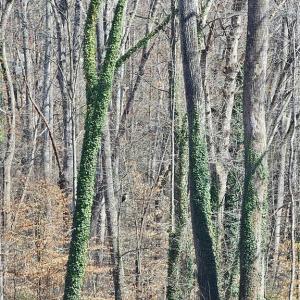 Photo #14 of 4530 Peeples, Oak Ridge, NC 4.5 acres