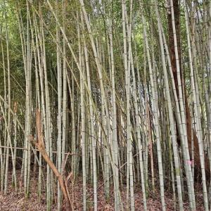 Photo #8 of 4530 Peeples, Oak Ridge, NC 4.5 acres