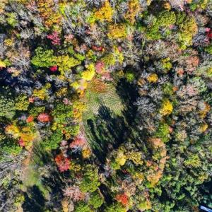 Photo #3 of 4530 Peeples, Oak Ridge, NC 4.5 acres