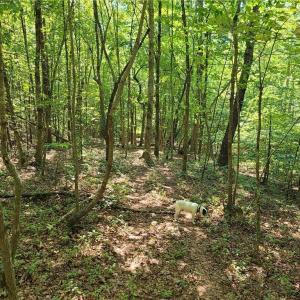 Photo #7 of Grassy Knob, Pilot Mountain, NC 47.0 acres