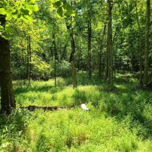 Photo #9 of Grassy Knob, Pilot Mountain, NC 47.0 acres