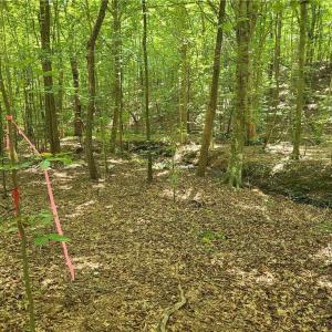 Photo #11 of Grassy Knob, Pilot Mountain, NC 47.0 acres