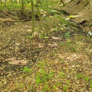 Photo #4 of Grassy Knob, Pilot Mountain, NC 47.0 acres