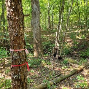 Photo #8 of Grassy Knob, Pilot Mountain, NC 47.0 acres