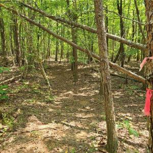 Photo #12 of Grassy Knob, Pilot Mountain, NC 25.0 acres