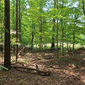 Photo #18 of Grassy Knob, Pilot Mountain, NC 25.0 acres