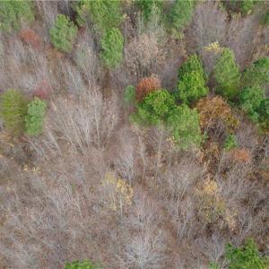 Photo #19 of Woodfield, Sophia, NC 99.6 acres