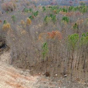 Photo #12 of Woodfield, Sophia, NC 99.6 acres