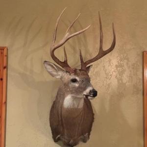 Photo #20 of Stewart, Ruffin, NC 88.0 acres