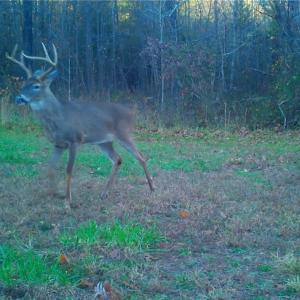 Photo #15 of Stewart, Ruffin, NC 88.0 acres
