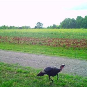 Photo #19 of Stewart, Ruffin, NC 88.0 acres