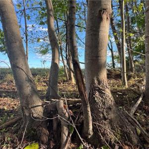 Photo #42 of Stewart, Ruffin, NC 88.0 acres