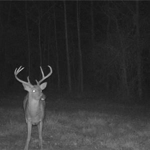 Photo #13 of Stewart, Ruffin, NC 88.0 acres