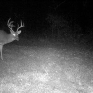 Photo #17 of Stewart, Ruffin, NC 88.0 acres