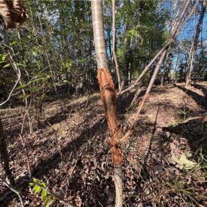 Photo #47 of Stewart, Ruffin, NC 88.0 acres