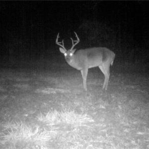 Photo #16 of Stewart, Ruffin, NC 88.0 acres