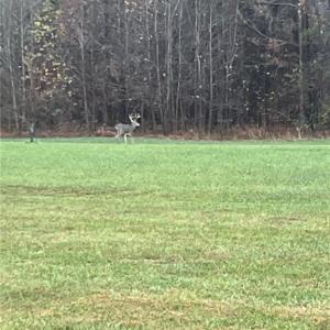 Photo #12 of Stewart, Ruffin, NC 88.0 acres