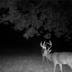 Photo #9 of Stewart, Ruffin, NC 88.0 acres