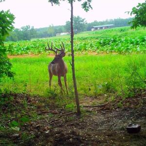 Photo #10 of Stewart, Ruffin, NC 88.0 acres