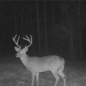 Photo #14 of Stewart, Ruffin, NC 88.0 acres