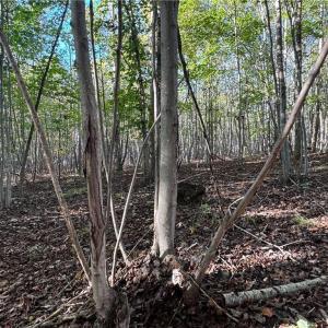 Photo #41 of Stewart, Ruffin, NC 88.0 acres