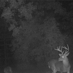 Photo #18 of Stewart, Ruffin, NC 88.0 acres