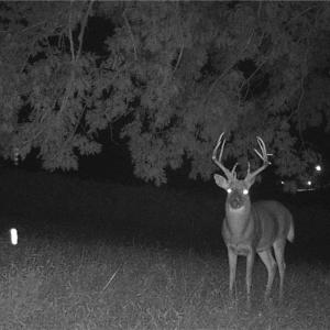 Photo #11 of Stewart, Ruffin, NC 88.0 acres