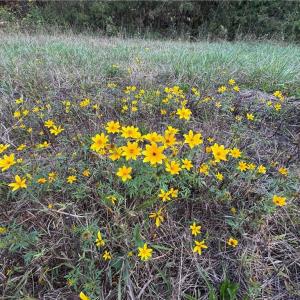 Photo #44 of Stewart, Ruffin, NC 88.0 acres