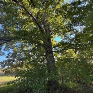 Photo #40 of Stewart, Ruffin, NC 88.0 acres