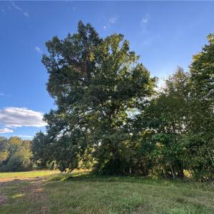 Photo #39 of Stewart, Ruffin, NC 88.0 acres