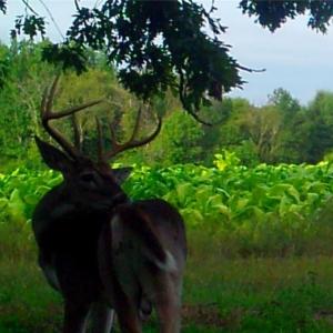 Photo #8 of Stewart, Ruffin, NC 88.0 acres