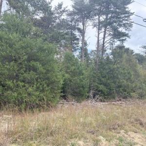 Photo #7 of Greensboro Chapel Hill, Liberty, NC 12.9 acres