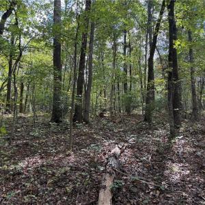Photo #21 of Lot 5 Zeb Ferguson, Siler City, NC 5.6 acres