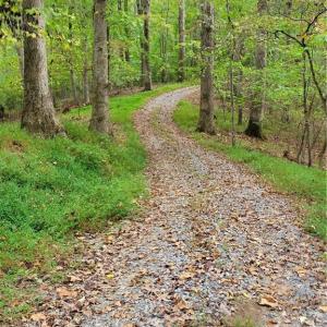 The Main Road through the propert