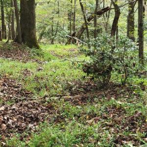 One of the old Paths