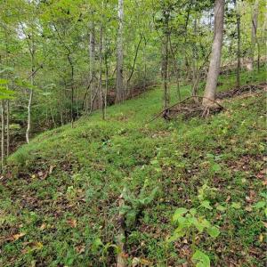 The Woods Road going down to the Dan River