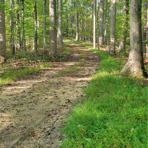 Main Road at the Building Site